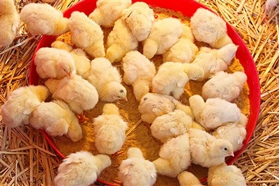 5% Premix Kwa Nkhuku Za Broiler